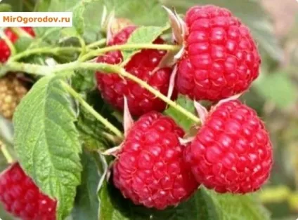 Ремонтантна малина характеристика, сортимент, прийоми інтенсивної агротехніки (ремонтантна) Ремонтантна малина характеристика, сортимент, прийоми інтенсивної агротехніки
