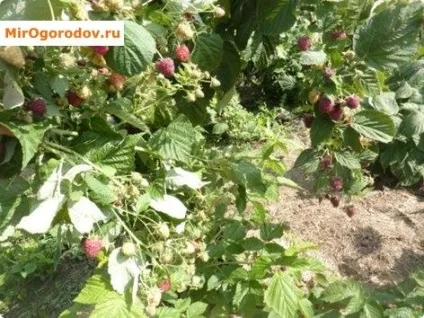 Ремонтантна малина характеристика, сортимент, прийоми інтенсивної агротехніки (характеристика) Ремонтантна малина характеристика, сортимент, прийоми інтенсивної агротехніки