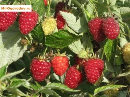 Ремонтантна малина характеристика, сортимент, прийоми інтенсивної агротехніки (сортимент) Ремонтантна малина характеристика, сортимент, прийоми інтенсивної агротехніки