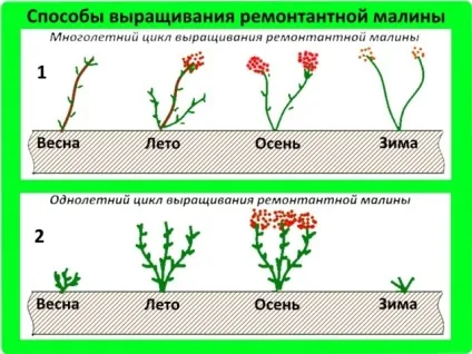 Ремонтантна малина що це значить фото (ремонтантна) Ремонтантна малина що це значить фото