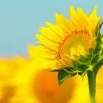 Кольори на фінському ревнивий чорний і заздрісний зелений (чорний) Кольори на фінському ревнивий чорний і заздрісний зелений