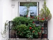 Квіти на балконі сонячному і затіненому, 14 фото оранжерей і зимового саду, поради щодо вибору (фото) Квіти на балконі сонячному і затіненому, 14 фото оранжерей і зимового саду, поради щодо вибору