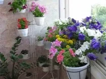 Квіти на балконі сонячному і затіненому, 14 фото оранжерей і зимового саду, поради щодо вибору (зимового) Квіти на балконі сонячному і затіненому, 14 фото оранжерей і зимового саду, поради щодо вибору
