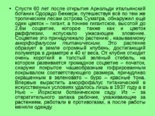 Квіти - презентація (скачати безкоштовно) (1937 році Йоркському) Квіти - презентація (скачати безкоштовно)
