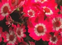 Цинерарія кімнатна фото, види і догляд в домашніх умовах (кімнатна) Цинерарія кімнатна фото, види і догляд в домашніх умовах