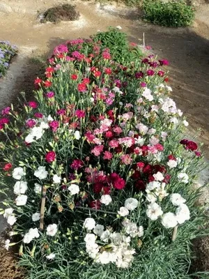 Квіти гвоздика садова фото видів і сортів багаторічної гвоздики, розмноження і вирощування (фото) Квіти гвоздика садова фото видів і сортів багаторічної гвоздики, розмноження і вирощування