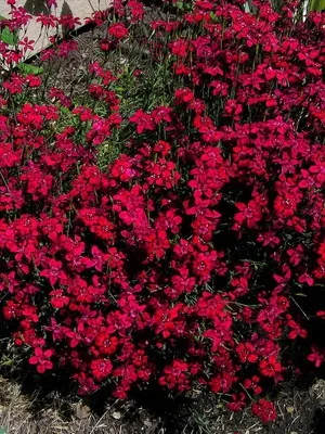 Квіти гвоздика садова фото видів і сортів багаторічної гвоздики, розмноження і вирощування (фото) Квіти гвоздика садова фото видів і сортів багаторічної гвоздики, розмноження і вирощування