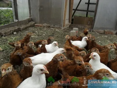 курчата бройлери
