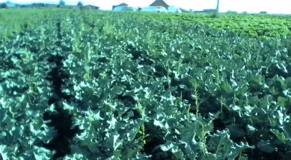 Цвітна капуста і брокколі