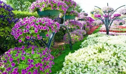 Квіти гвоздика садова фото видів і сортів багаторічної гвоздики, розмноження і вирощування (видів) Квіти гвоздика садова фото видів і сортів багаторічної гвоздики, розмноження і вирощування