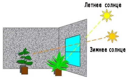 Квіти на підвіконні, робимо своїми руками (квіти) Квіти на підвіконні, робимо своїми руками