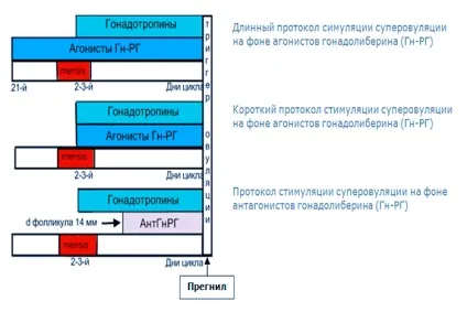 Cтімуляція овуляції при еко необхідність і особливості процедури (необхідність) Cтімуляція овуляції при еко необхідність і особливості процедури