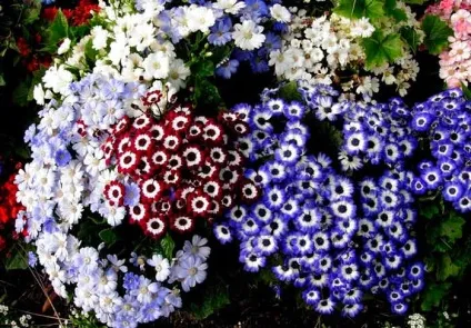 Цинерарія посадка і догляд, види і сорти, фото
