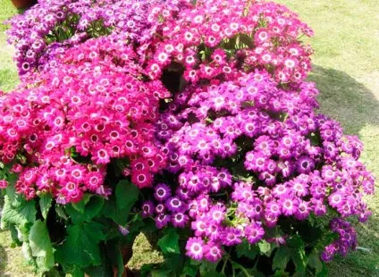Цинерарія посадка і догляд, види і сорти, фото