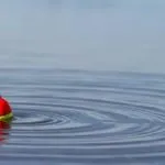 Риболовля в проводку, снасть, види проводок, Болонська ловля відеорибалка, мобільна версія (рибалка) Риболовля в проводку, снасть, види проводок, Болонська ловля відеорибалка, мобільна версія