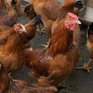 Батьківське стадо курей, omedvet (зміст курей) Батьківське стадо курей, omedvet