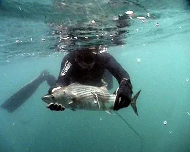 Риби чорного моря