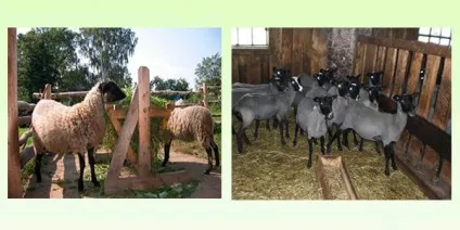 Романовська порода овець опис, розведення і утримання (Романовська) Романовська порода овець опис, розведення і утримання