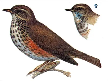 Рід дрозди (turdus) співочий дрізд, пісня голос харчуються дрозди купання годування зміст неволі (співочий) Рід дрозди (turdus) співочий дрізд, пісня голос харчуються дрозди купання годування зміст неволі