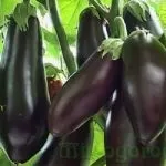 Троянди флорибунда догляд і вирощування (троянди) Троянди флорибунда догляд і вирощування