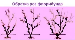 Троянди флорибунда догляд і вирощування (флорибунда) Троянди флорибунда догляд і вирощування