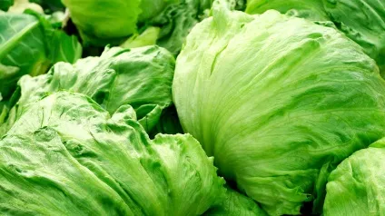 Салат айсберг - правила вибору і використання, блог про їжу і кулінарних рецептах (салат айсберг) Салат айсберг - правила вибору і використання, блог про їжу і кулінарних рецептах
