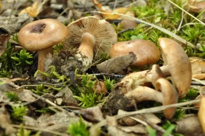 Рядовками гриби, рецепти приготування, мариновані, як солити, фіолетова, як готувати, сіра, (гриби) Рядовками гриби, рецепти приготування, мариновані, як солити, фіолетова, як готувати, сіра,