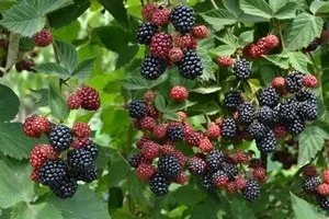 Найпопулярніші плодові чагарники для саду, їх фото та назви (чагарник сад плодовий дерево назва фото) Найпопулярніші плодові чагарники для саду, їх фото та назви