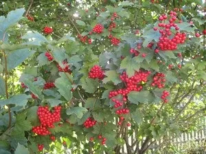 Найпопулярніші плодові чагарники для саду, їх фото та назви (саду) Найпопулярніші плодові чагарники для саду, їх фото та назви