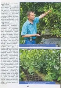 Саджанці шовковиці для середньої полосиУкаіни (продаються саджанці та насіння шовковиці) Саджанці шовковиці для середньої полосиУкаіни