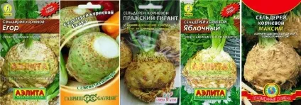 Селера кореневої вирощування розсади з насіння та догляд