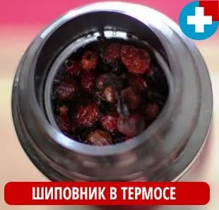 Шипшина як заварювати і пити (пити) Шипшина як заварювати і пити
