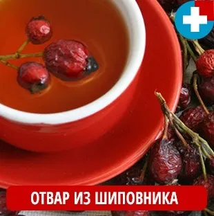 Шипшина як заварювати і пити (заварювати корінь шипшини) Шипшина як заварювати і пити