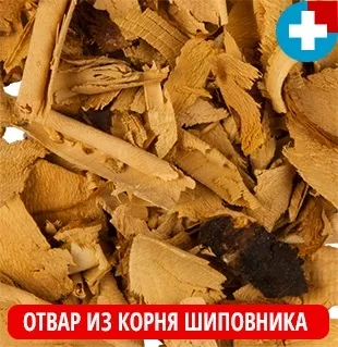 Шипшина як заварювати і пити (заварювати корінь шипшини) Шипшина як заварювати і пити