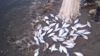 Мережа доріжка рибалка відео! Відео серфінг (відео) Мережа доріжка рибалка відео! Відео серфінг