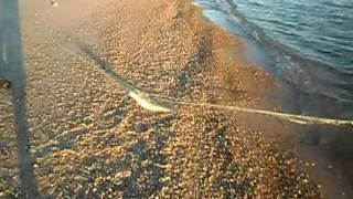 Мережа доріжка рибалка відео! Відео серфінг (мережа) Мережа доріжка рибалка відео! Відео серфінг