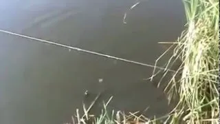 Мережа доріжка рибалка відео! Відео серфінг (відео) Мережа доріжка рибалка відео! Відео серфінг