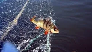 Мережа доріжка рибалка відео! Відео серфінг (відео) Мережа доріжка рибалка відео! Відео серфінг