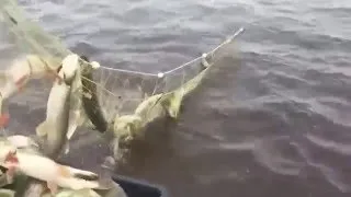 Мережа доріжка рибалка відео! Відео серфінг (доріжка) Мережа доріжка рибалка відео! Відео серфінг