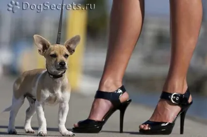 Щеня на прогулянці