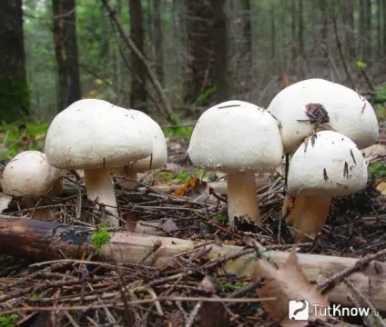 Печериці склад, калорійність, користь, рецепти