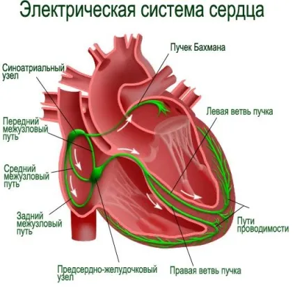 Серцева діяльність, як відбувається робота серця (відбувається) Серцева діяльність, як відбувається робота серця