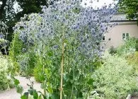 Синеголовник сорти, посадка догляд, розмноження (Листя жорсткі шкірясті) Синеголовник сорти, посадка догляд, розмноження