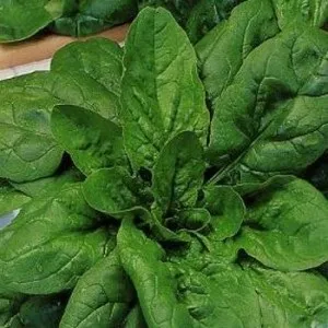 Шпинат вирощування з насіння в домашніх умовах (вирощування) Шпинат вирощування з насіння в домашніх умовах