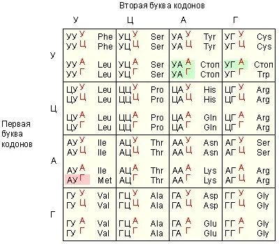 Синтез білка, найбільший портал по навчанню (білка) Синтез білка, найбільший портал по навчанню