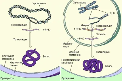 Синтез білка, найбільший портал по навчанню (синтез) Синтез білка, найбільший портал по навчанню