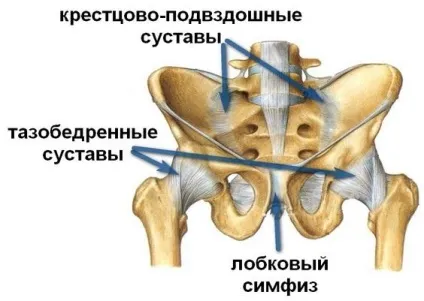 Сімфізіт після пологів - що за звір симптоми, причини, лікування (симптоми) Сімфізіт після пологів - що за звір симптоми, причини, лікування