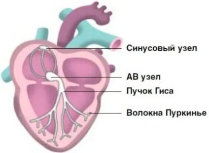 Синдром слабкості синусового вузла симптоми, діагностика та лікування (діагностика) Синдром слабкості синусового вузла симптоми, діагностика та лікування