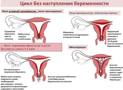 Синдром Штейна Левенталя - ознаки по зовнішності жінки (жінки) Синдром Штейна Левенталя - ознаки по зовнішності жінки