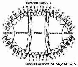 Скільки зубів у собаки